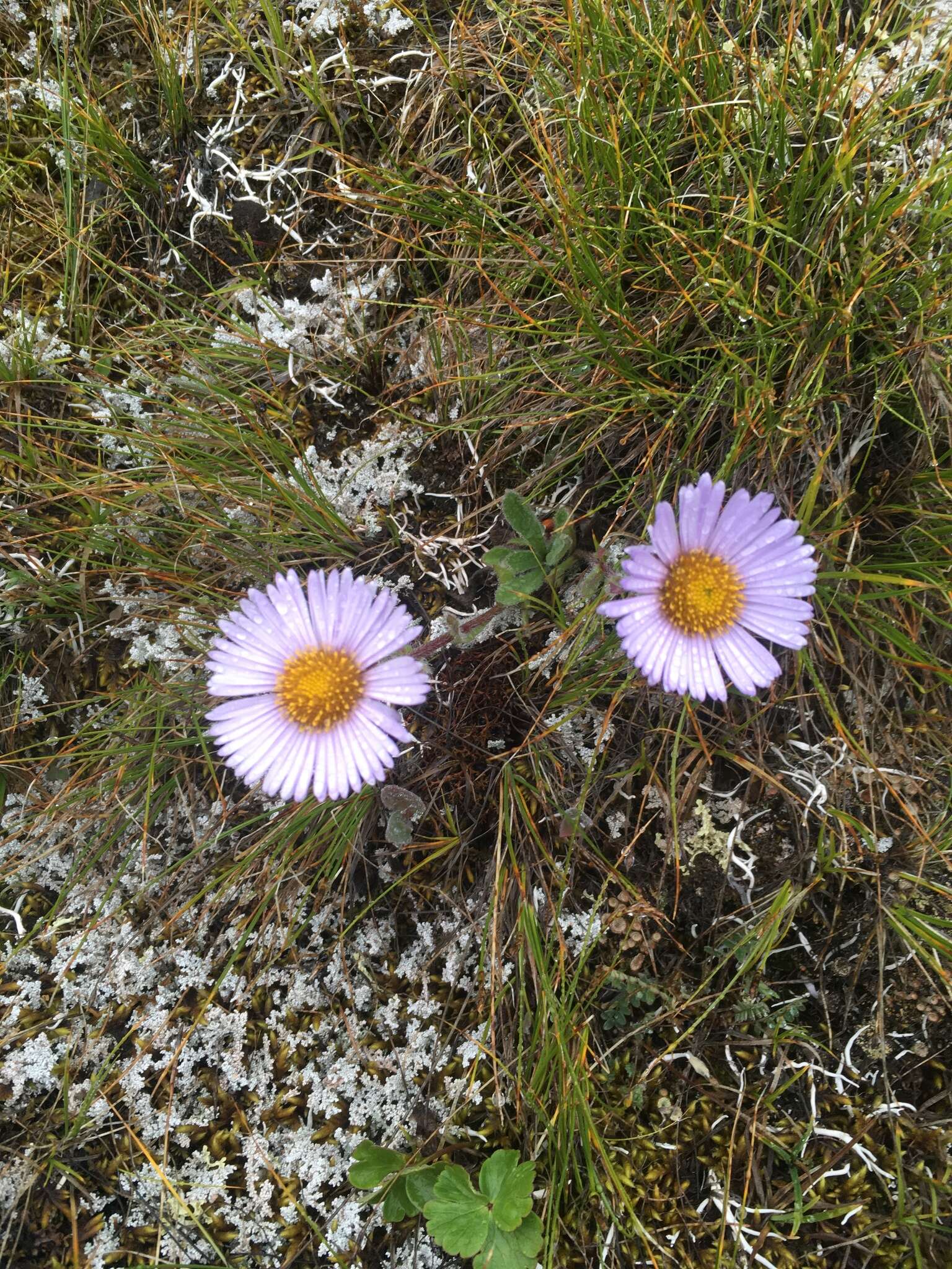 Image de Erigeron porsildii G. L. Nesom & D. F. Murray