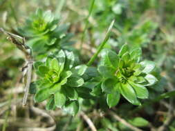 Image of white bedstraw