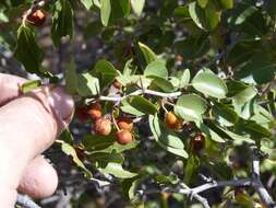 Image of Buffalo-thorn