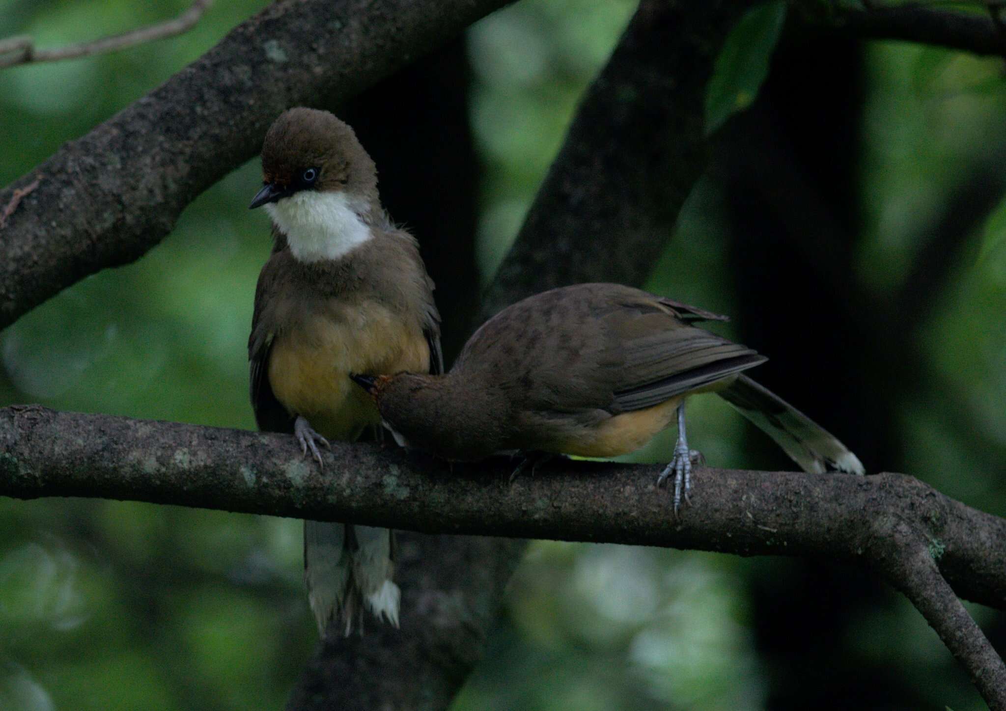 Image of White-throated Laughingthrush