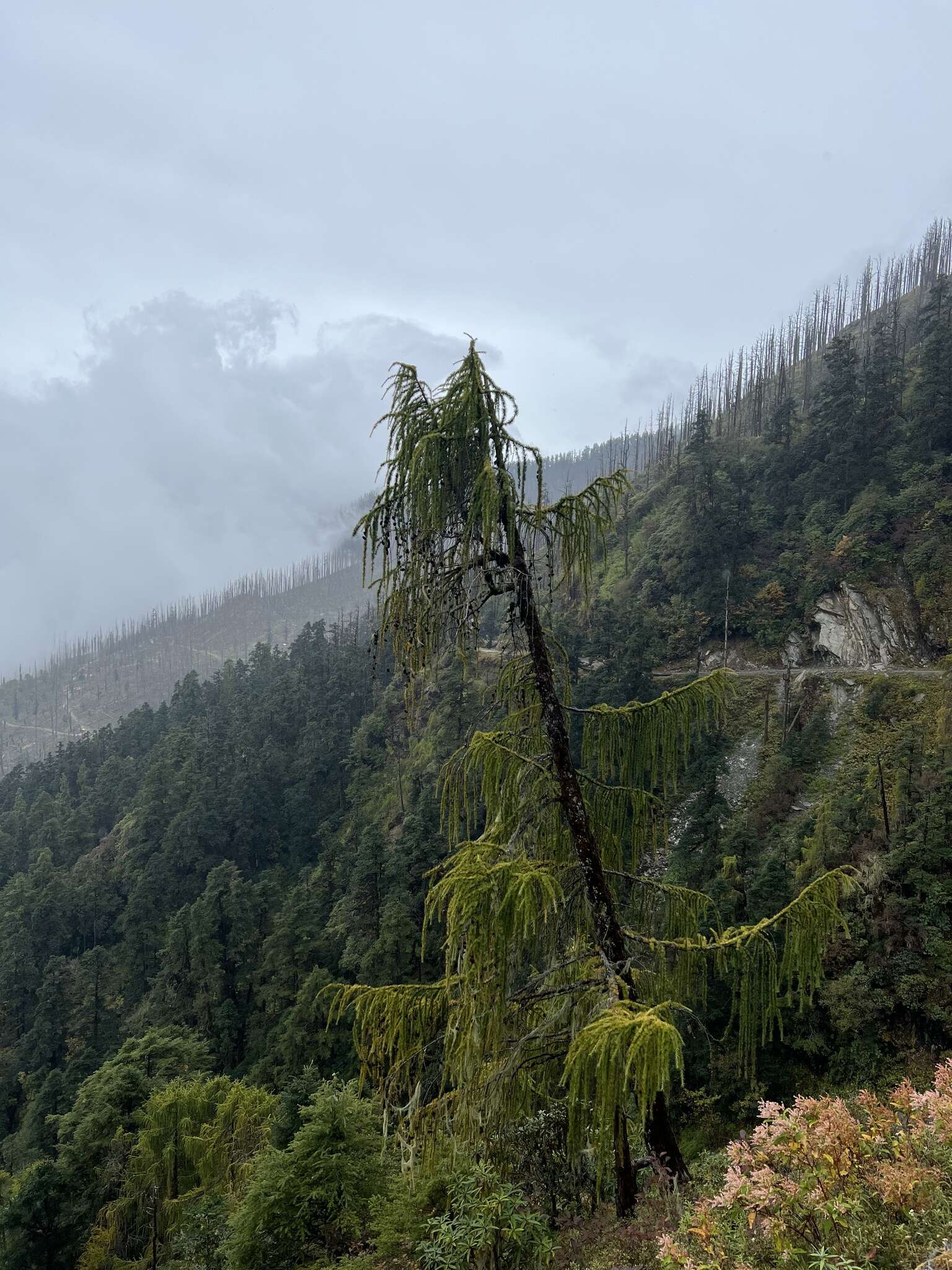 Image of Chinese Larch