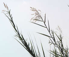 Image of American common reed