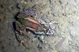 Image of Glauert's Froglet