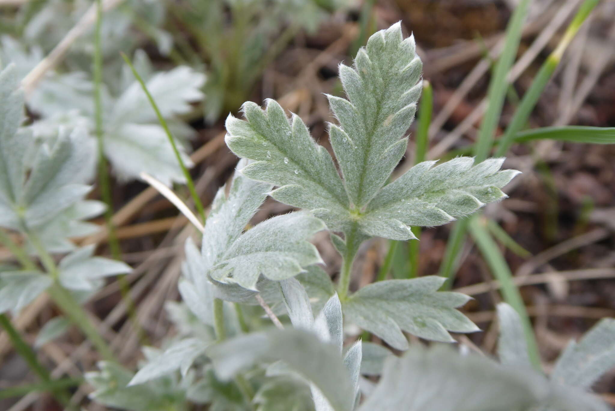 Image of woolly cinquefoil