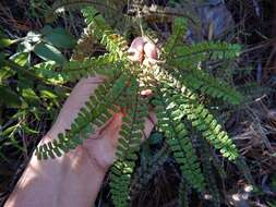 Image de Adiantum patens Willd.