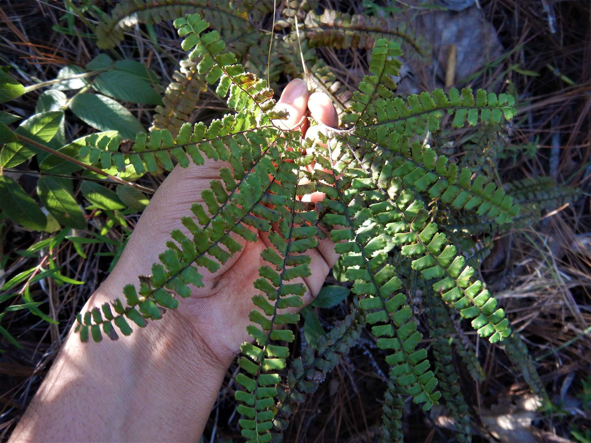 Image of Adiantum patens Willd.