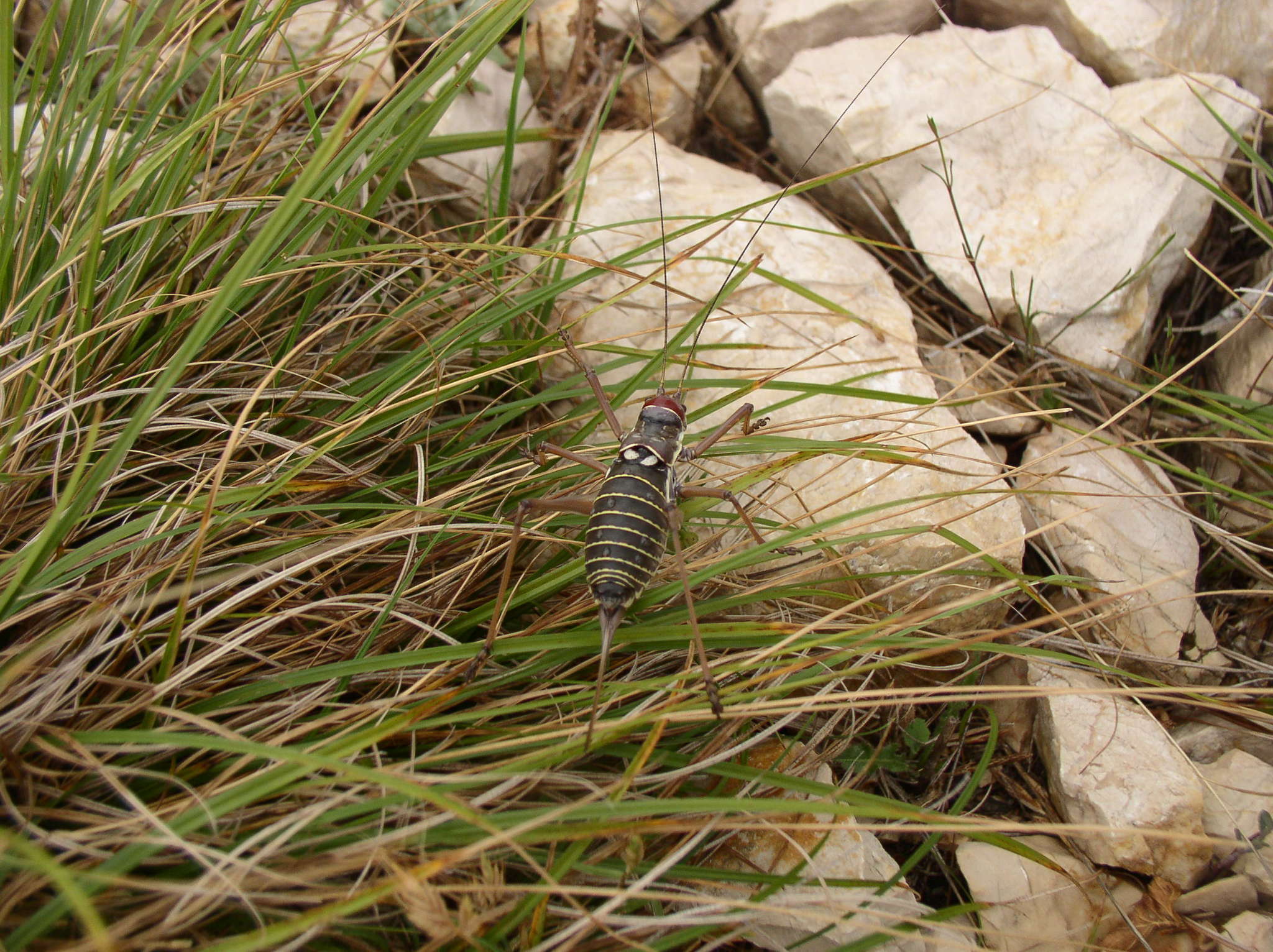 Image of saddle-backed bushcricket