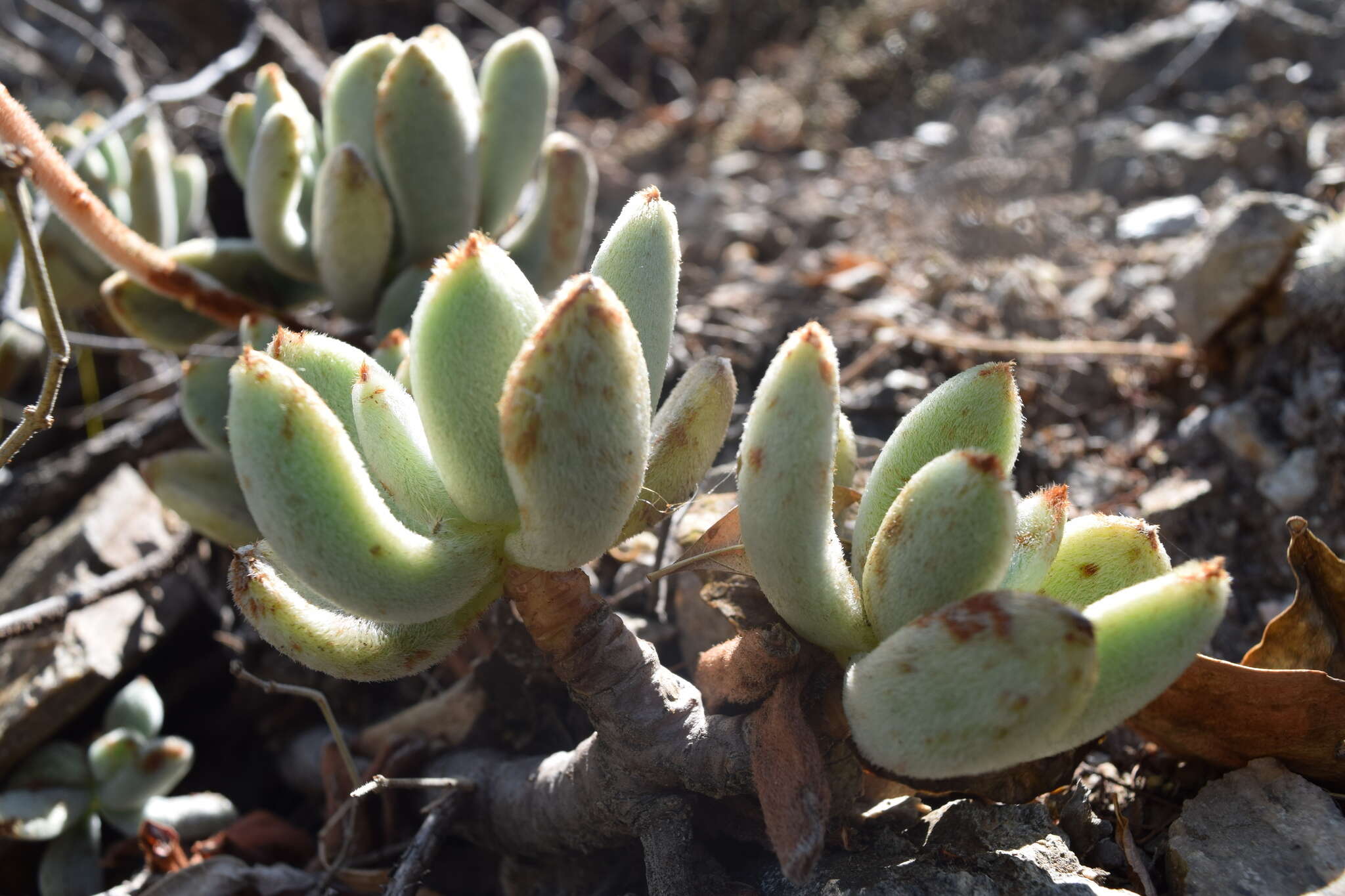 Image of Echeveria pulvinata var. leucotricha (J. A. Purpus) Kimnach