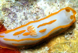 Image of Orange lined transluscent slug