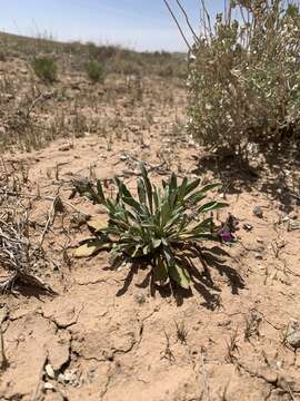 Image of shortstem beardtongue