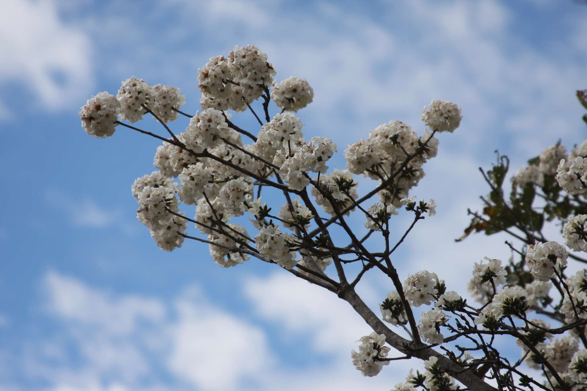 صورة Cordia morelosana Standl.