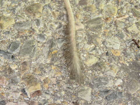 Image of Merriam's Kangaroo Rat