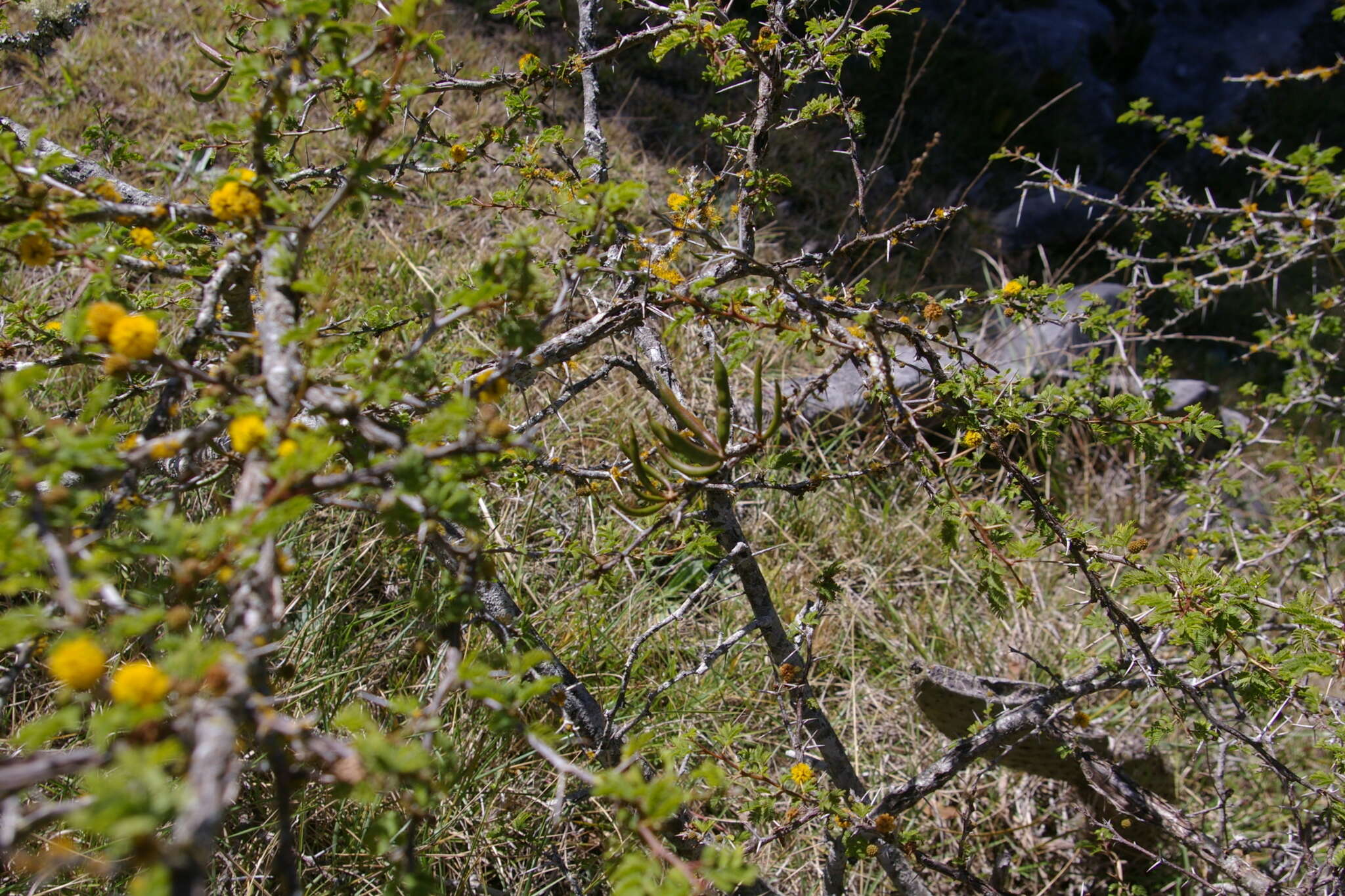 Image de Vachellia farnesiana var. farnesiana