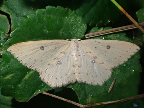 Image of Cyclophora maderensis Bethune-Baker 1891