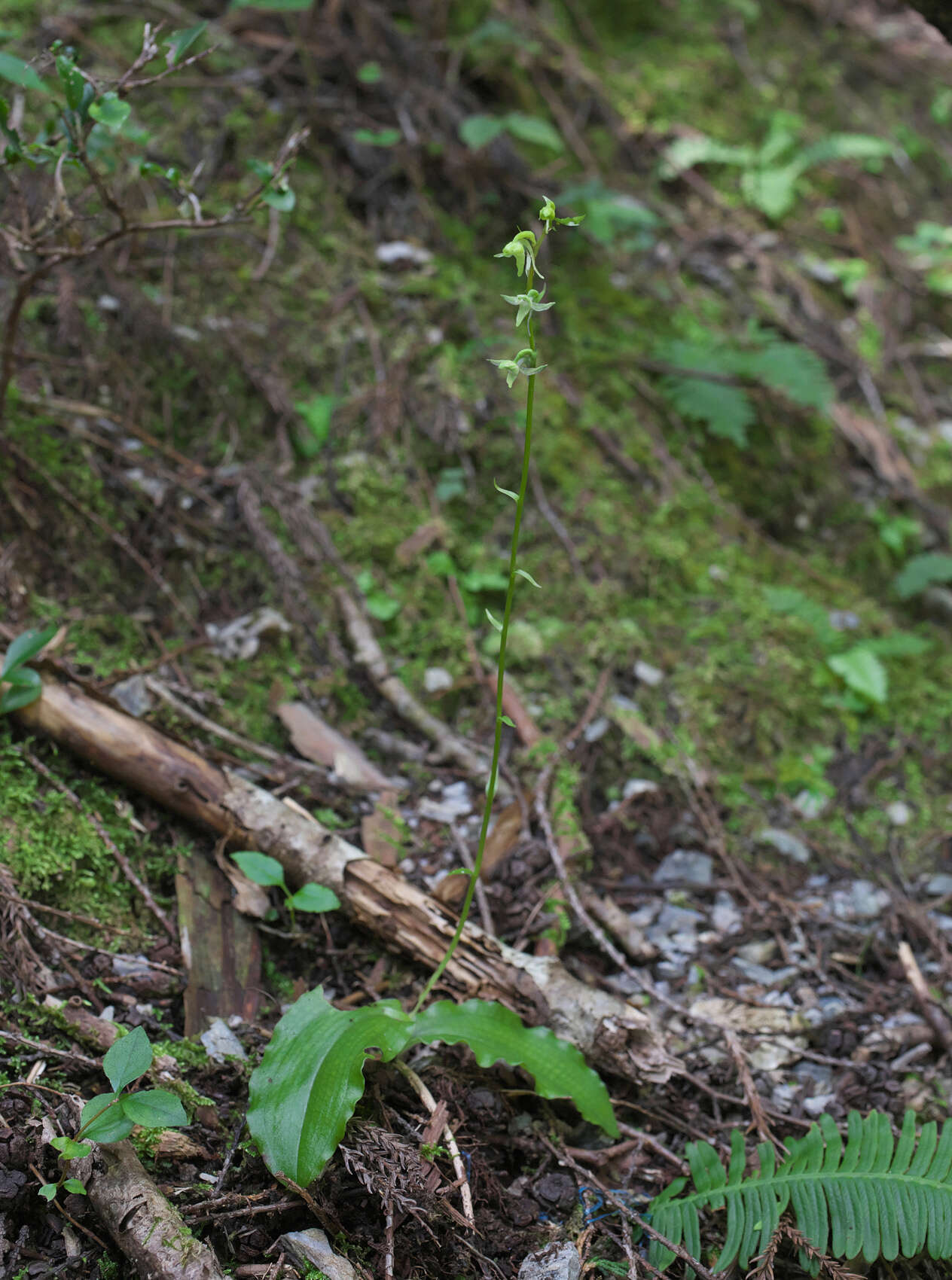 Слика од Platanthera florentii Franch. & Sav.