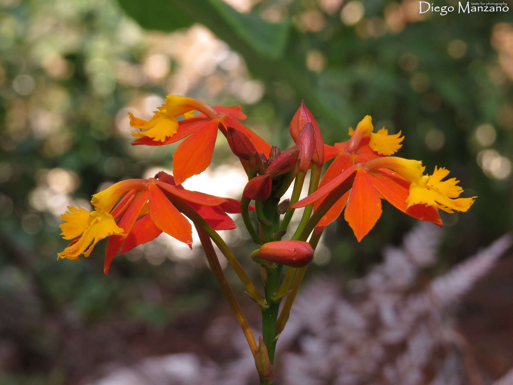 Plancia ëd Epidendrum radicans Pav. ex Lindl.