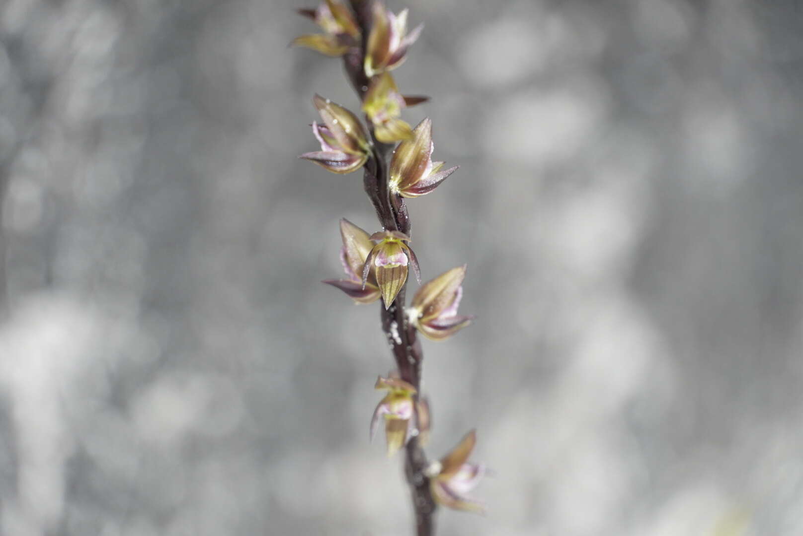 Image of Dark leek orchid