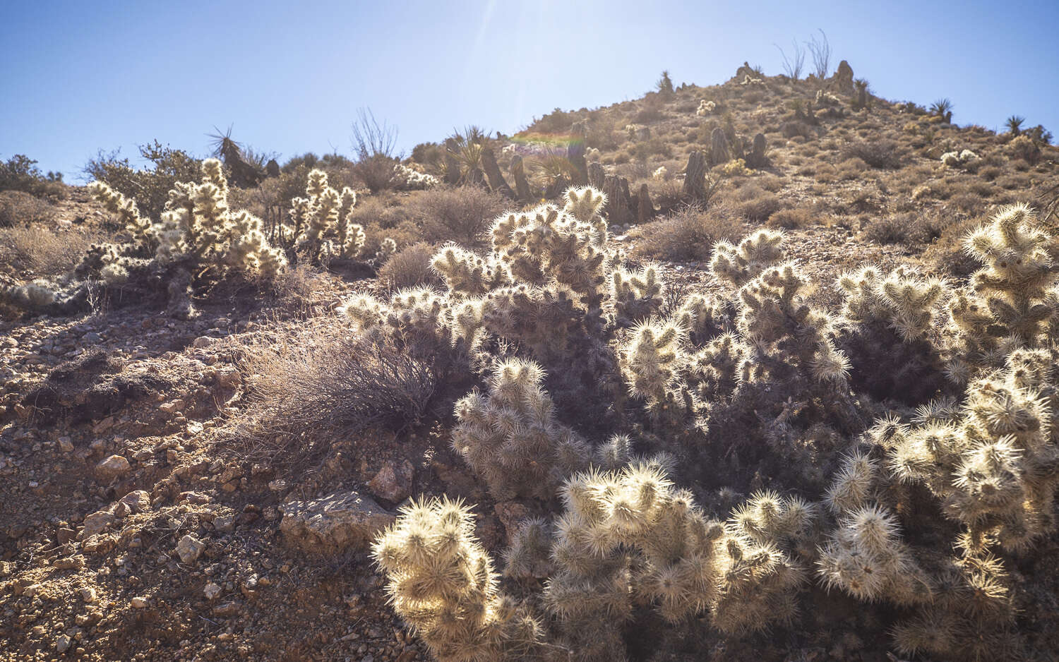 Image de <i>Cylindropuntia chuckwallensis</i>