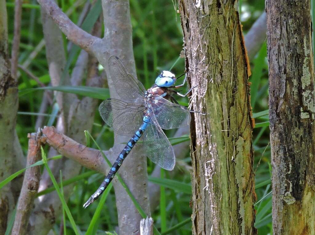 Image of Spatterdock Darner