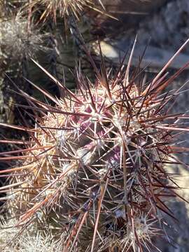 Слика од Echinocereus ferreiranus
