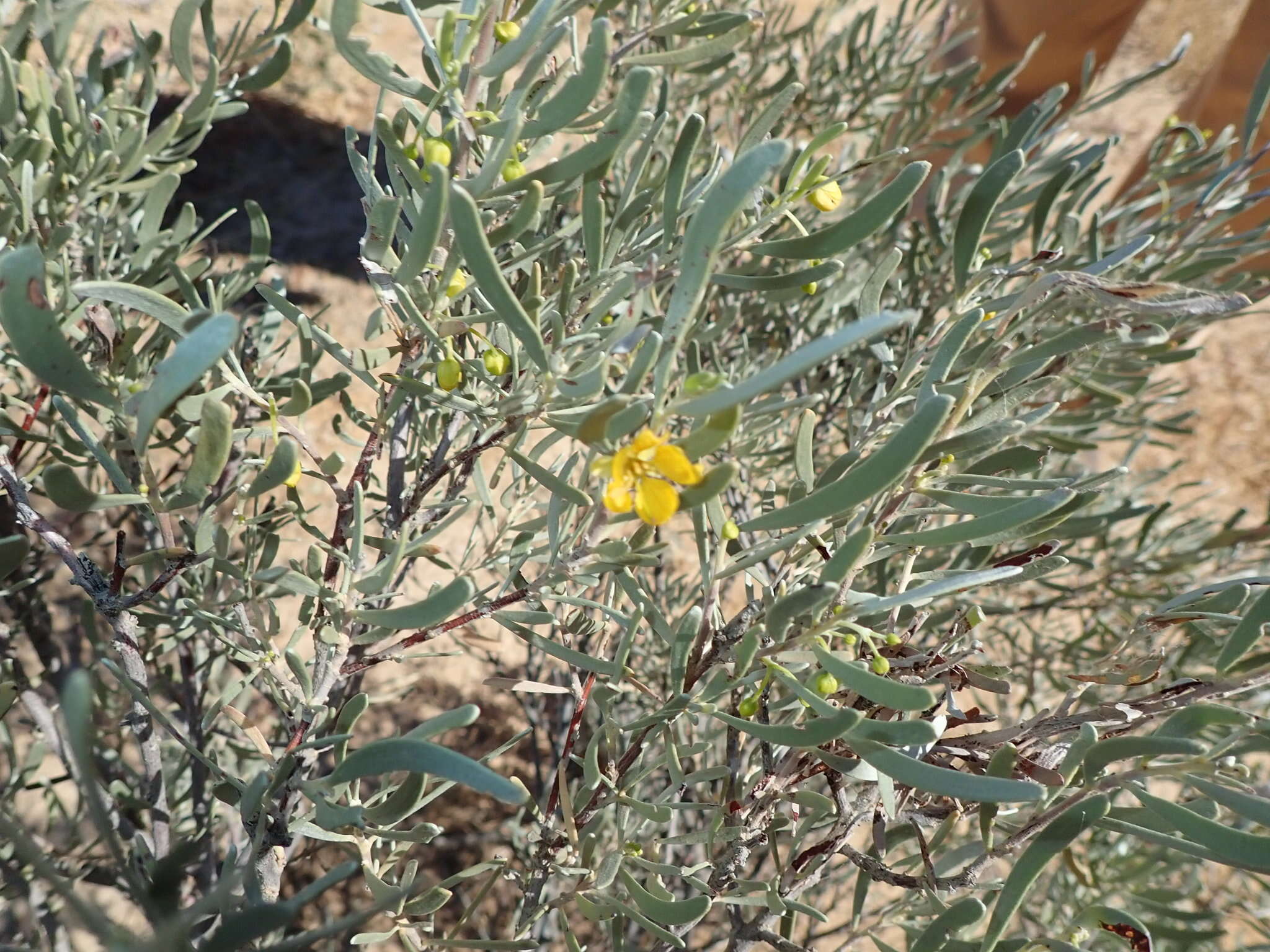 <i>Senna phyllodinea</i> resmi