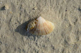 Image of streaked sand clam