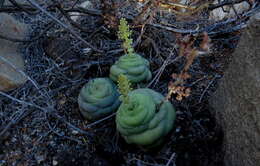 Crassula hemisphaerica Thunb. resmi