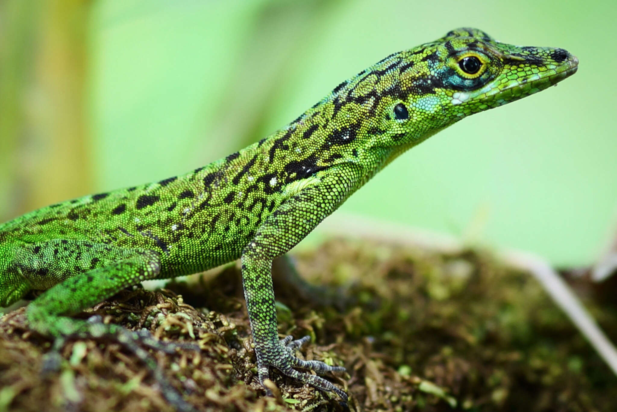 Image of Martinique's Anole