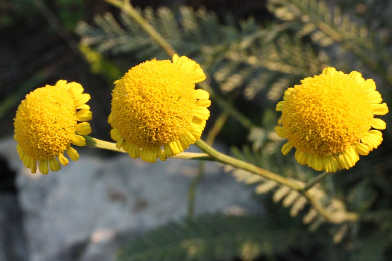 Image of Tanacetum kittaryanum (C. A. Mey.) Tzvel.