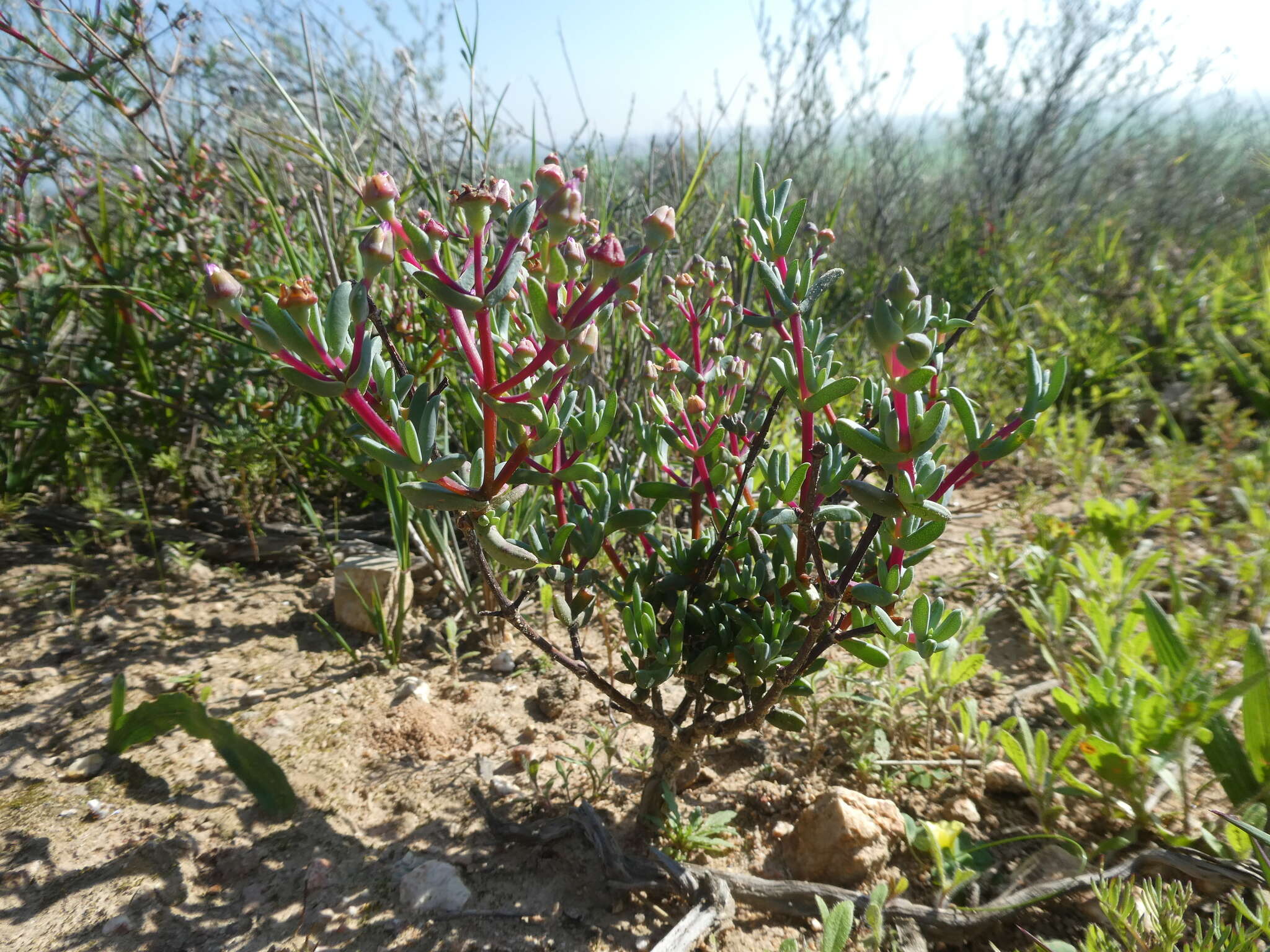 Image of Ruschiella lunulata (A. Berger) Klak