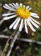 Image of Felicia hyssopifolia (Berg.) Nees