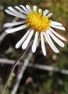 Felicia hyssopifolia (Berg.) Nees resmi