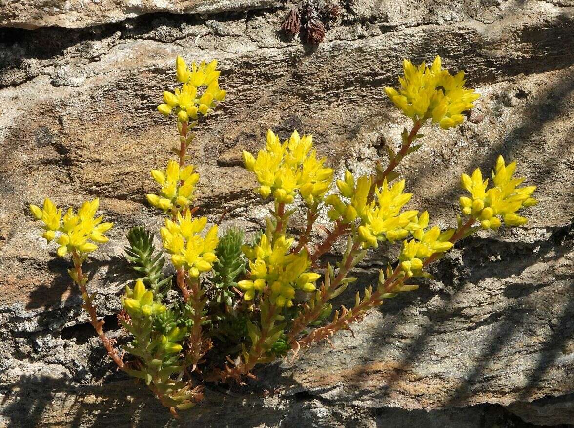 Image of Petrosedum montanum (Song. & Perr.) V. Grulich