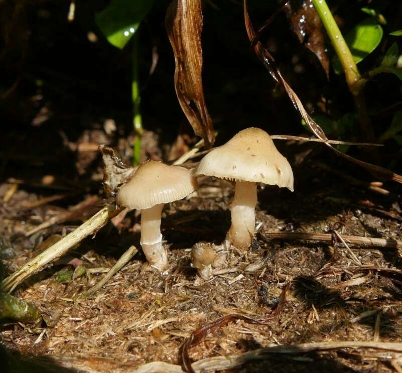 صورة Psilocybe thaiaerugineomaculans Guzmán, Karun. & Ram.-Guill. 2012