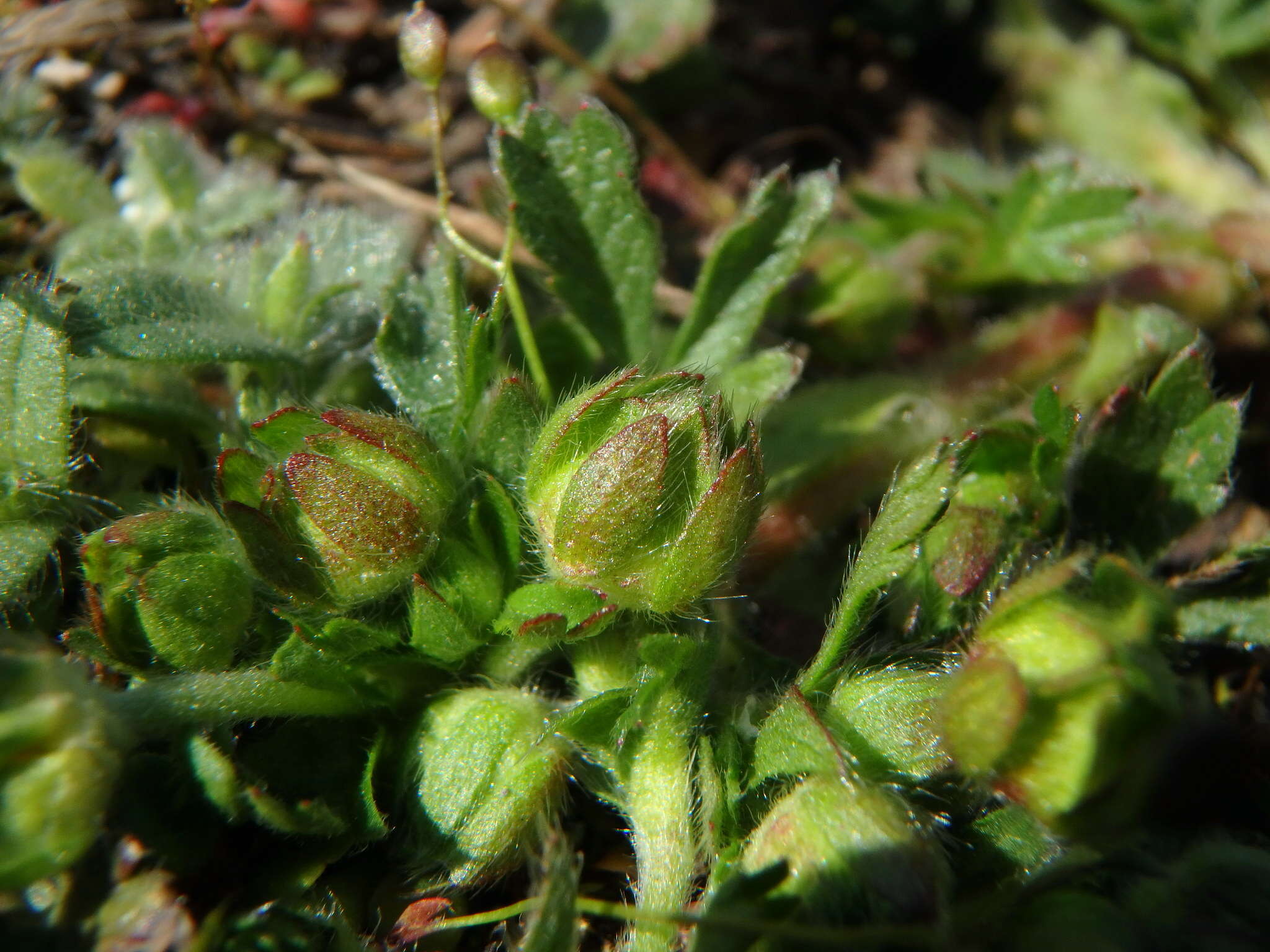 Image of spring cinquefoil