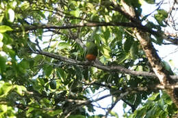 Image of Orange-bellied Fruit Dove