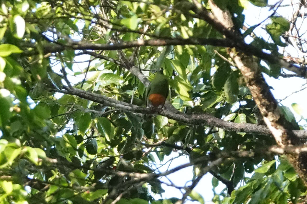 Image of Orange-bellied Fruit Dove