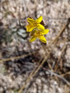 Image of King bladderpod