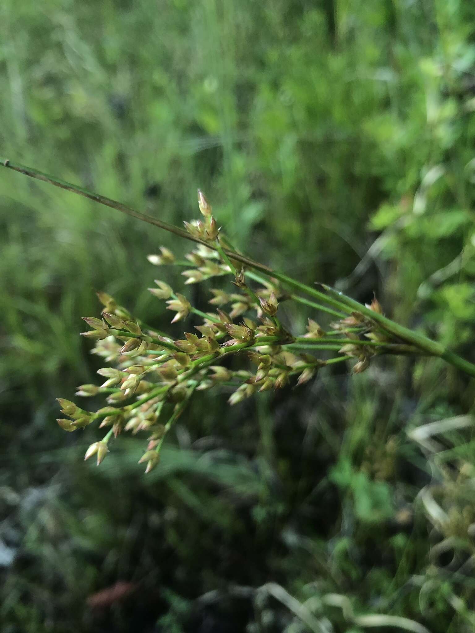 Imagem de Juncus trigonocarpus Steud.