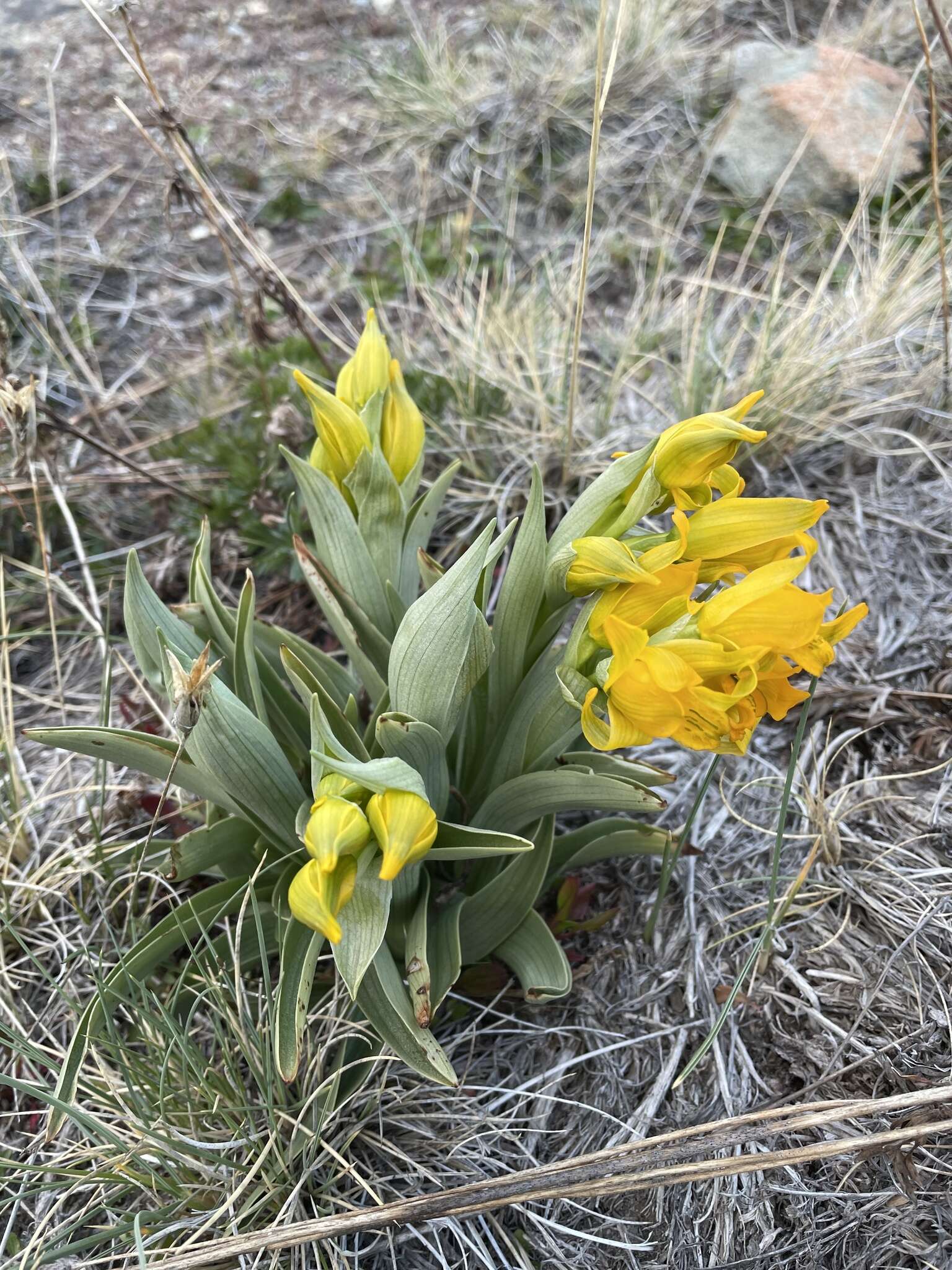 Plancia ëd Chloraea alpina Poepp.