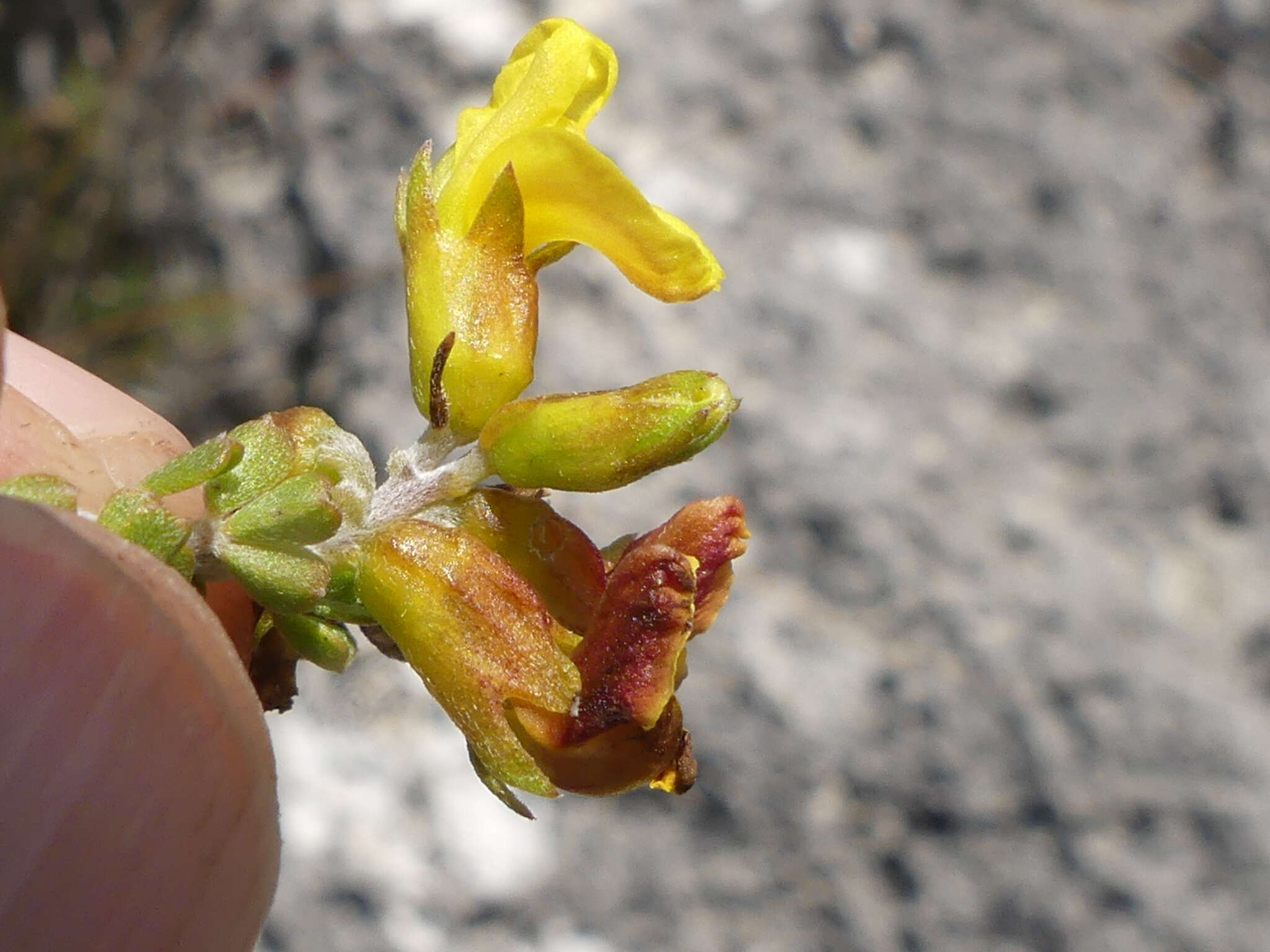 Image of <i>Wiborgiella sessilifolia</i>