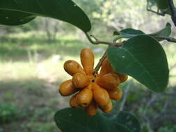 Слика од Annona leptopetala (R. E. Fr.) H. Rainer