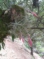 Image of Tillandsia erubescens var. arroyoensis W. Weber & Ehlers