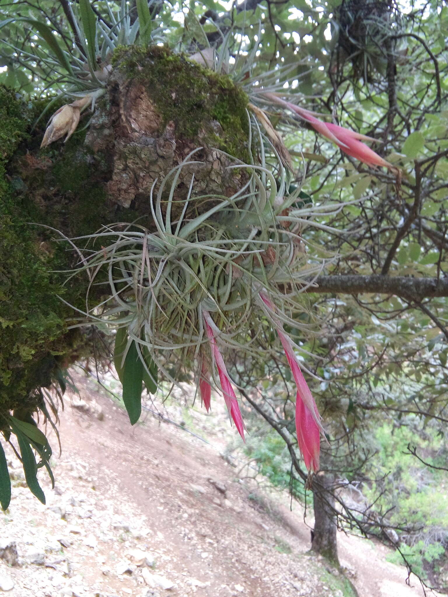 Image of Tillandsia erubescens var. arroyoensis W. Weber & Ehlers