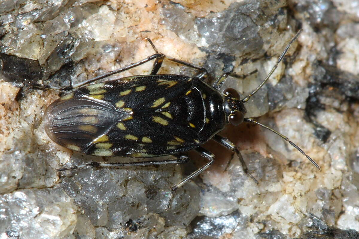 Image de Chiloxanthinae Cobben 1959