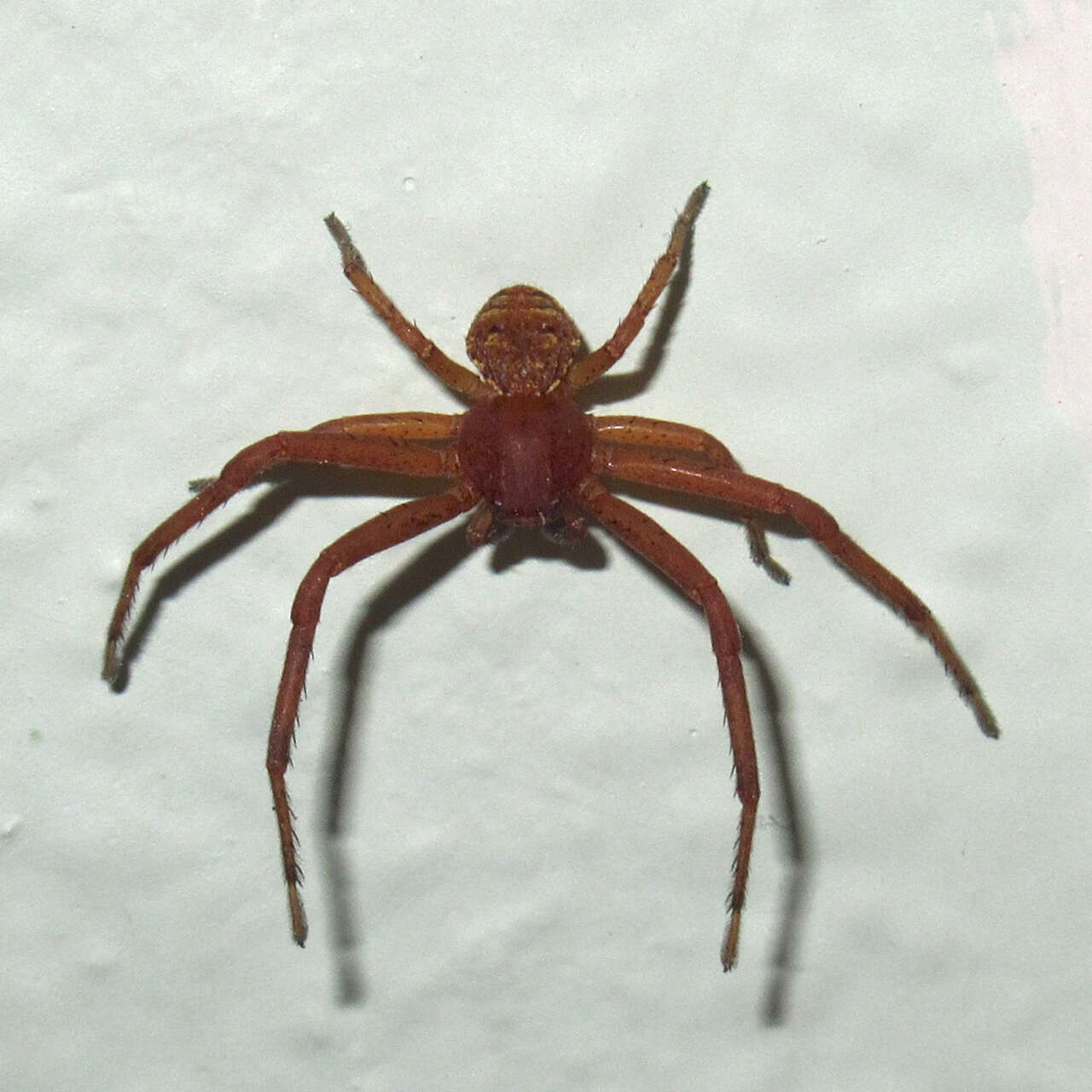 Image of Deadly Ground Crab Spider