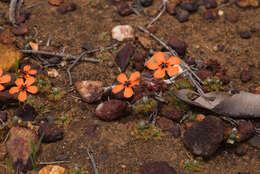 صورة Drosera miniata Diels