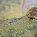 Image of Slender mudskipper