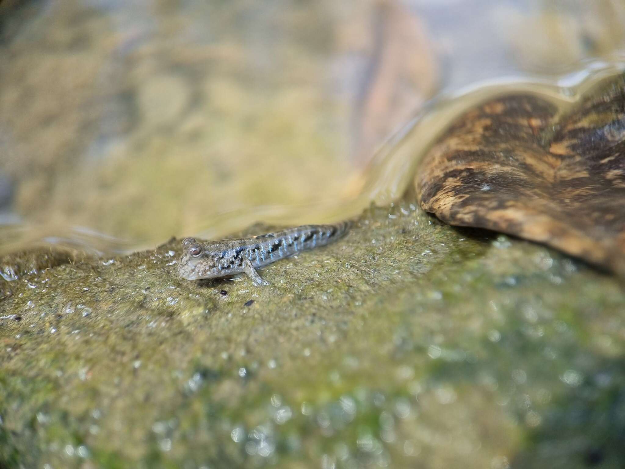 Image of Slender mudskipper