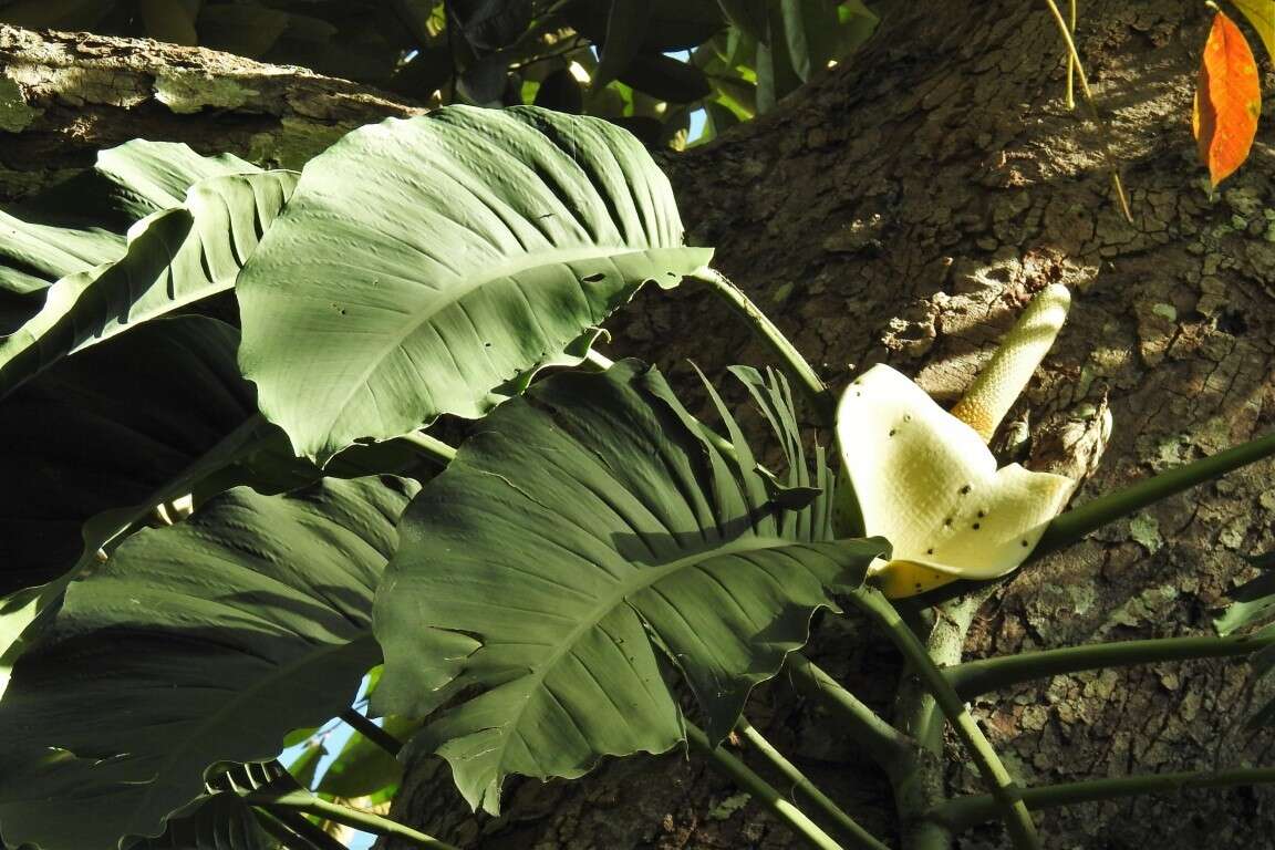 Image of Monstera acuminata K. Koch